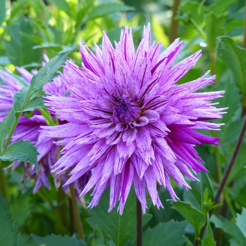 Dahlia Striped Ambition (Flowering)