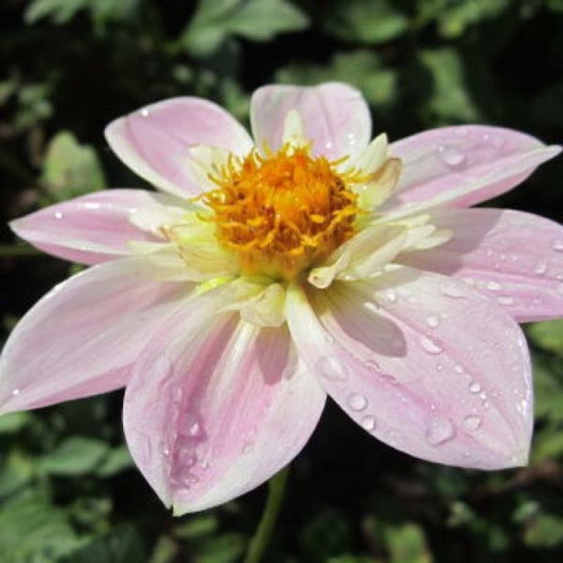 Dahlia Impression Famoso (Flowering)