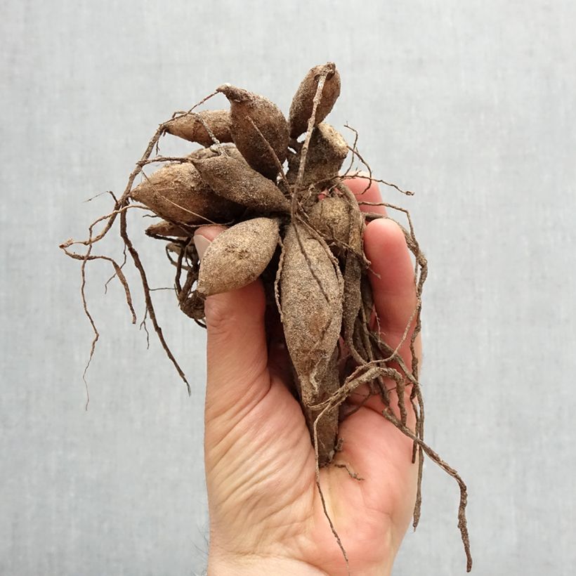 Dahlia Babylon Lila Gevlamd Bulb size I sample as delivered in spring