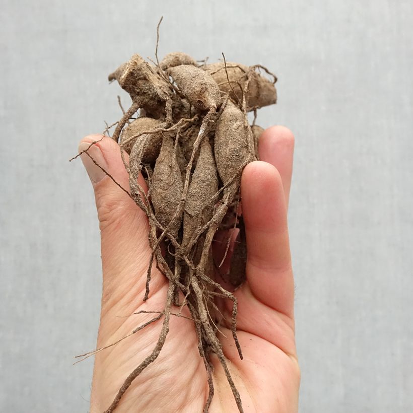 Dahlia Black Destiny Bulb size I sample as delivered in spring