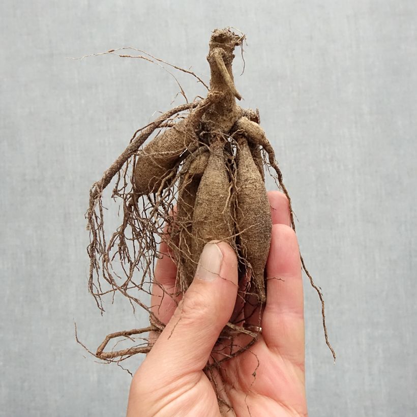 Dahlia Dutch Delight Bulb size I sample as delivered in spring