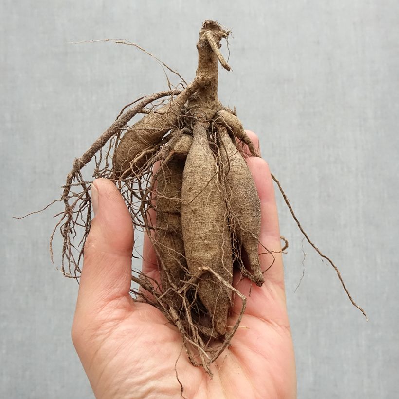 Dahlia Feria Bulb sample as delivered in spring