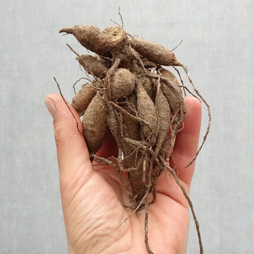 Dahlia Karma Fuchsiana Bulb size I sample as delivered in spring