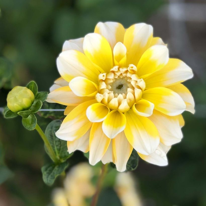 Dahlia Lemon Cane (Flowering)