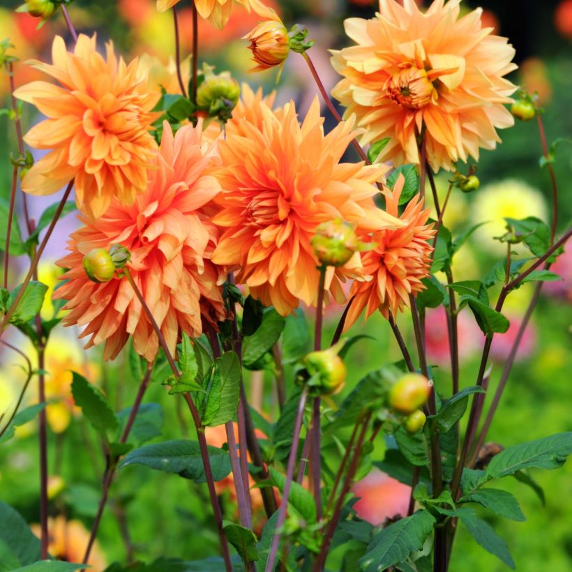 Dahlia Motto (Flowering)