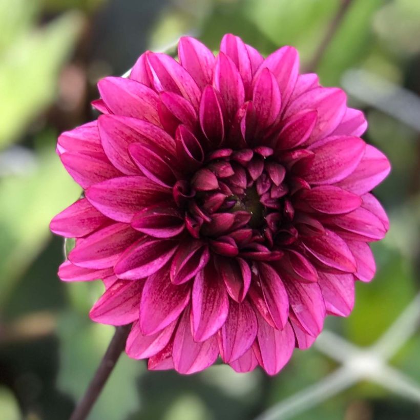 Dahlia Seniors Hope (Flowering)