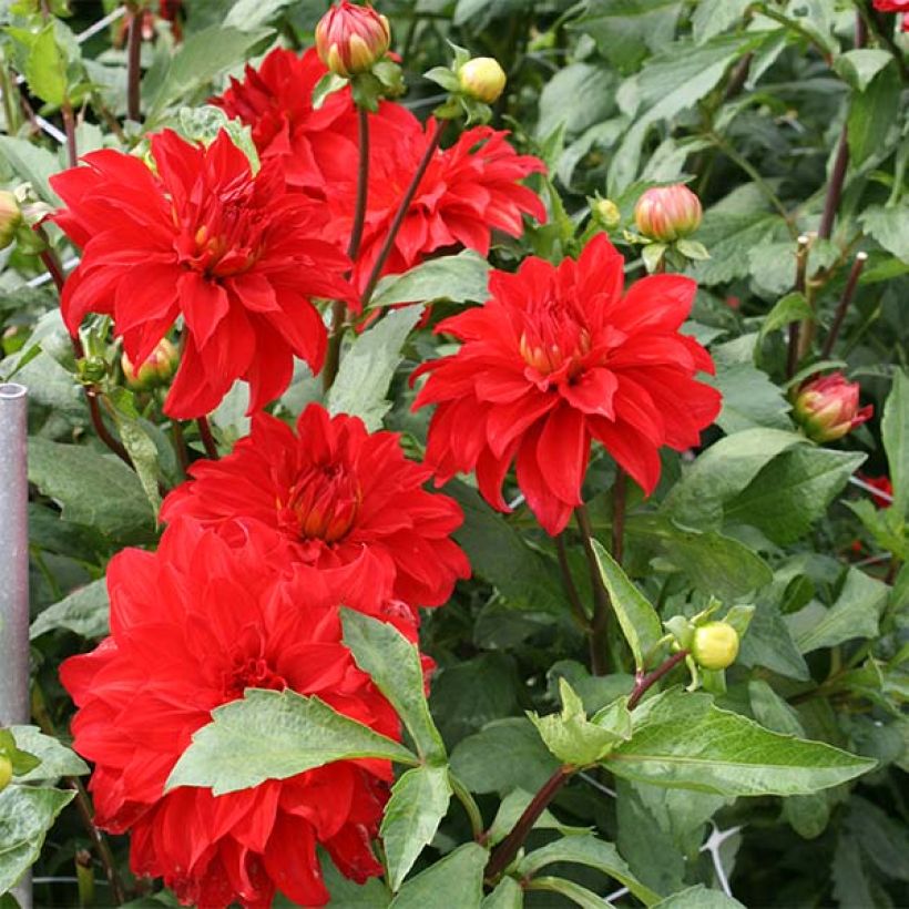 Dahlia Barbarossa (Flowering)