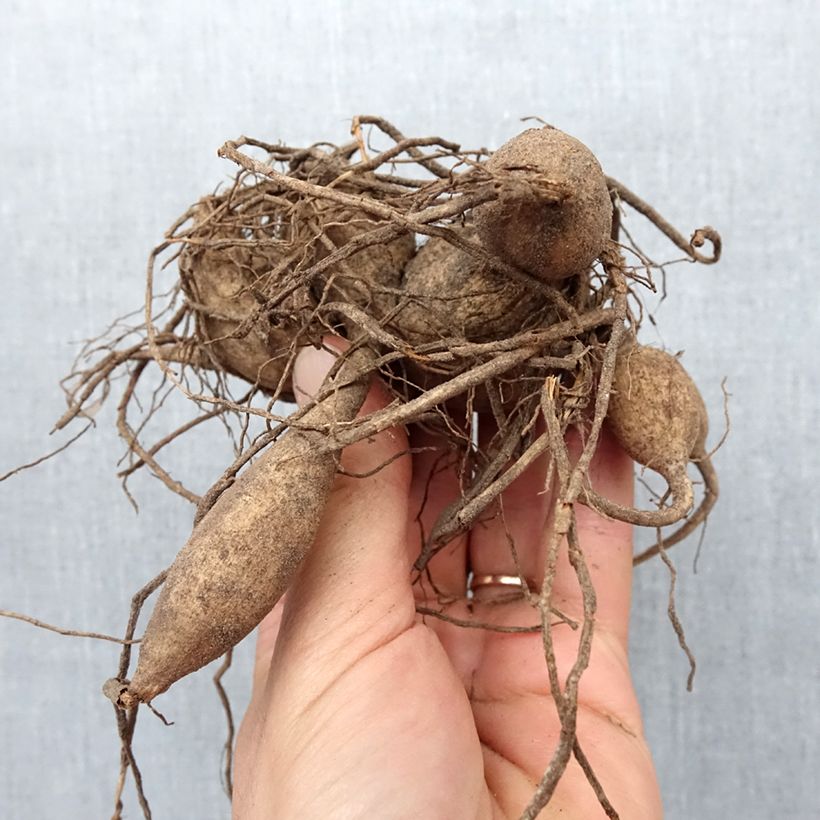 Dahlia géant Frost Nip Bulbe sample as delivered in spring