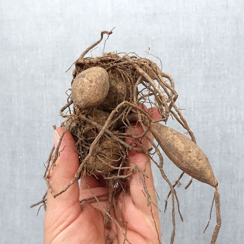 Dahlia géant Penhill Watermelon Bulbe sample as delivered in spring