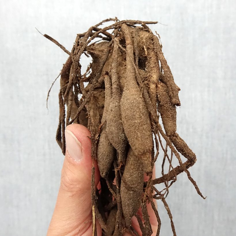 Dahlia Rip City Bulb size I sample as delivered in spring
