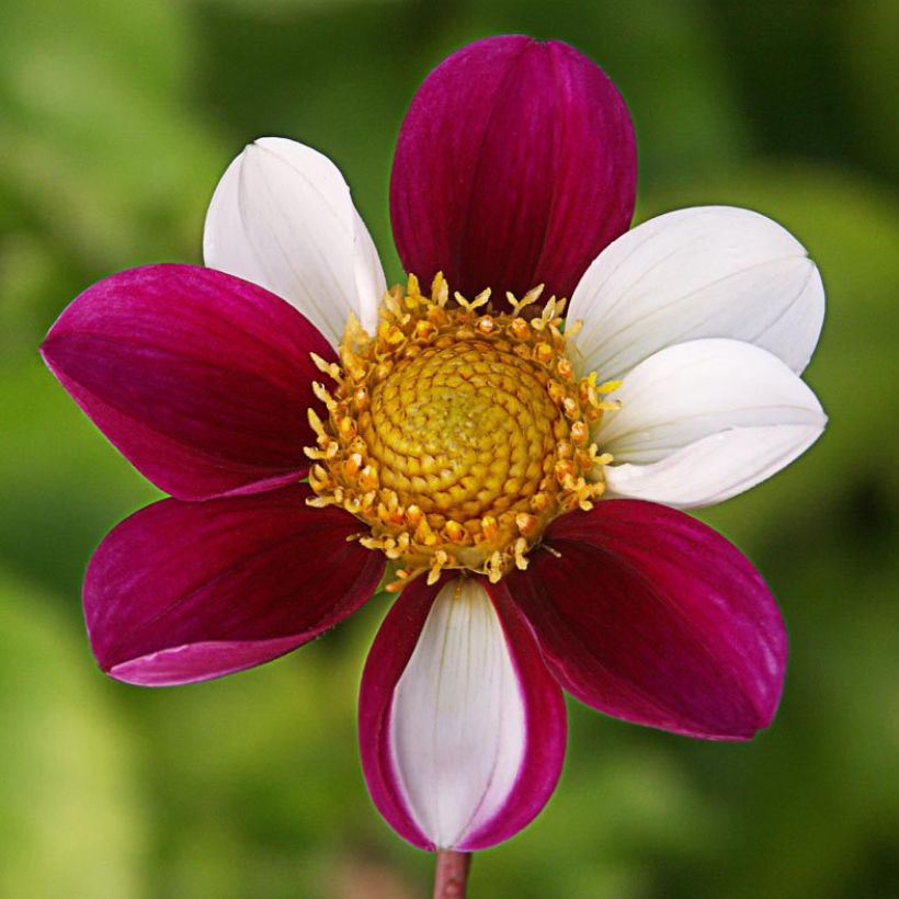 Dahlia Twyning's Smartie (Flowering)