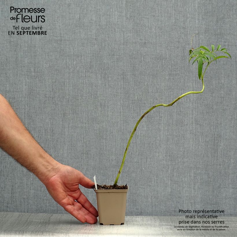 Datisca cannabina - Cretan Hemp 8/9 cm pot sample as delivered in autumn