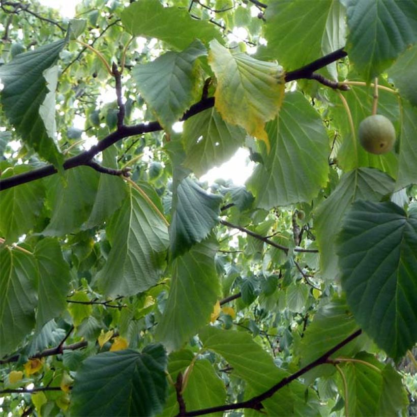 Davidia involucrata var. vilmoriniana - Dove Tree (Foliage)
