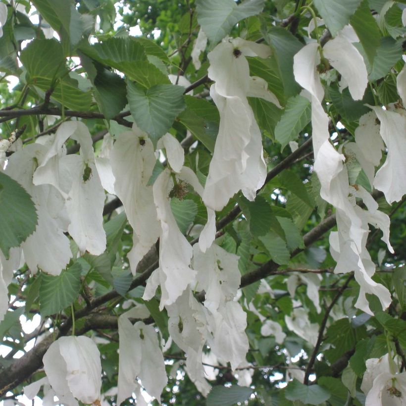Davidia involucrata Sonoma - Dove Tree (Flowering)