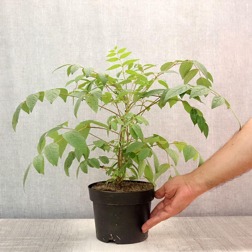 Decaisnea fargesii - Blue sausage fruit 2L/3L pot sample as delivered in summer