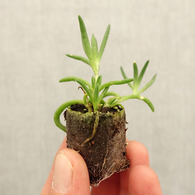 Delosperma Royal Ranger White - Mini-motte Ø 3/4 cm sample as delivered in spring