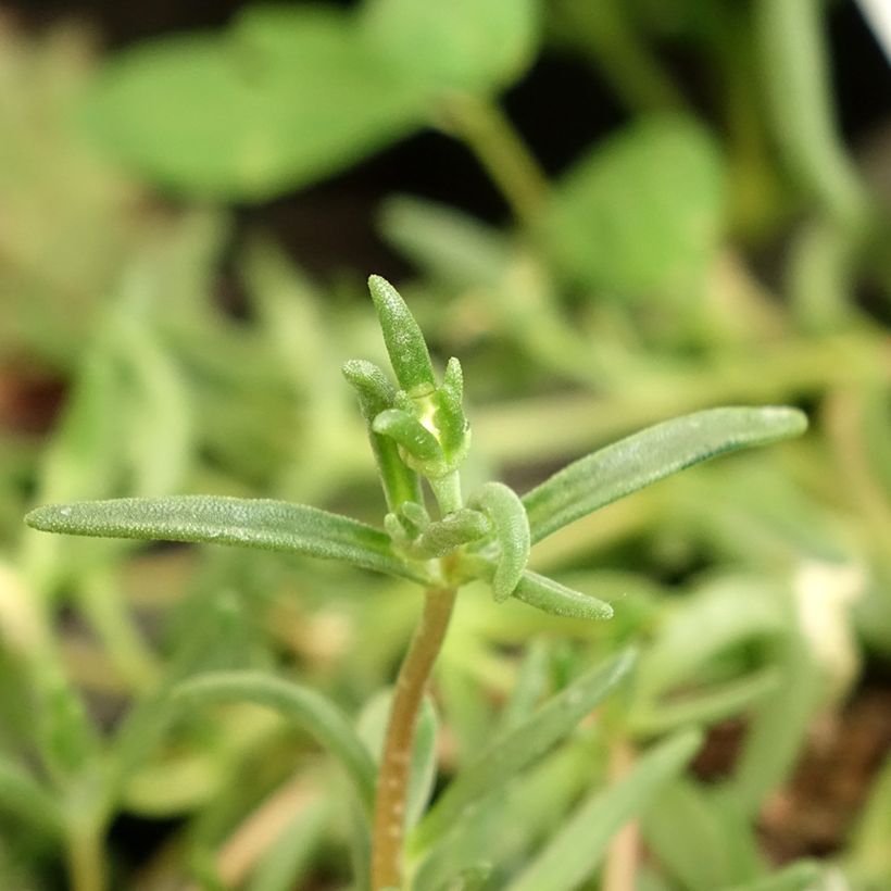 Delosperma Wheels of Wonder White - Ice Plant (Foliage)