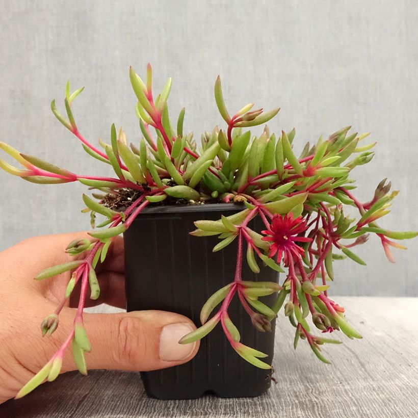 Delosperma Desert Dancers Red - Godet de 8/9 cm sample as delivered in summer