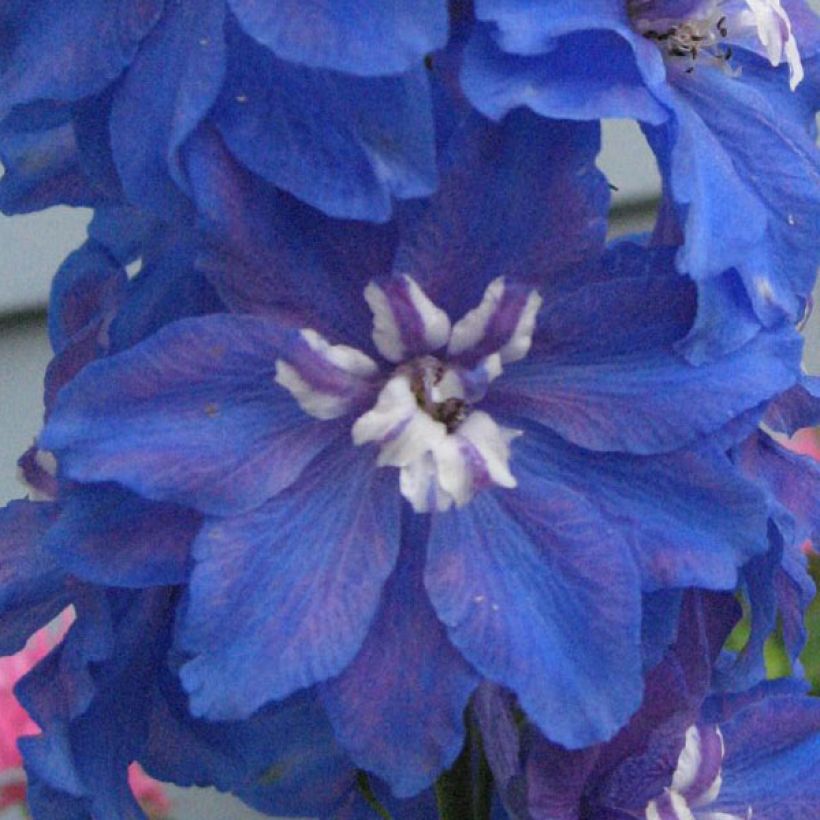 Delphinium Groupe Pacific-hybrid Blue Bird - Larkspur (Flowering)