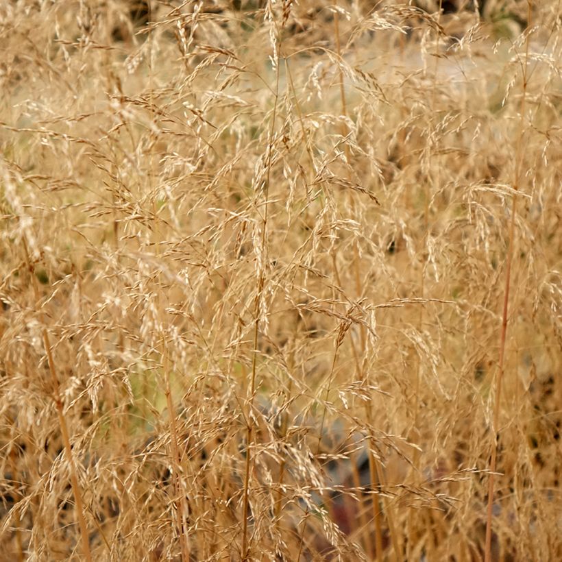 Deschampsia cespitosa Palava (Foliage)