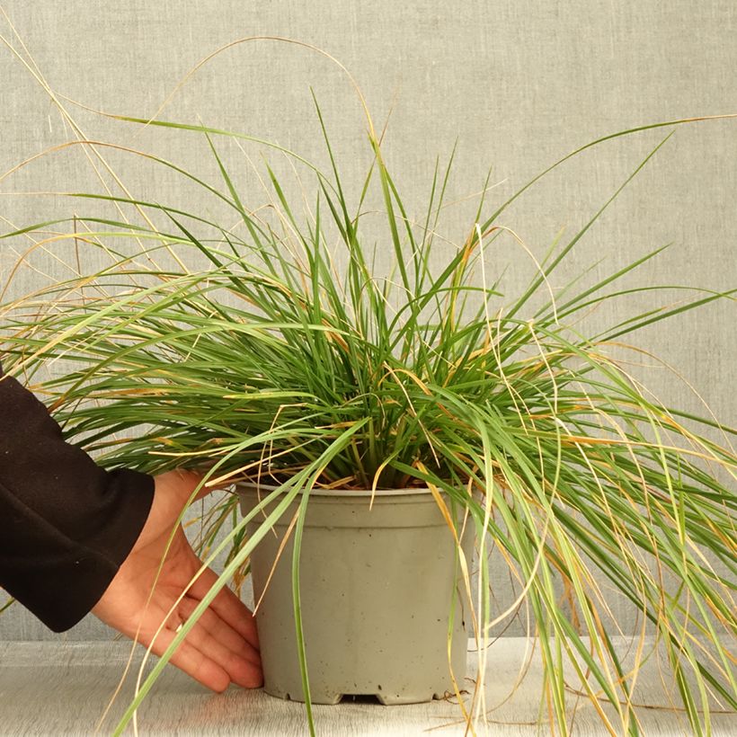 Deschampsia cespitosa Palava - Canche cespiteuse - Pot de 3L/4L sample as delivered in autumn