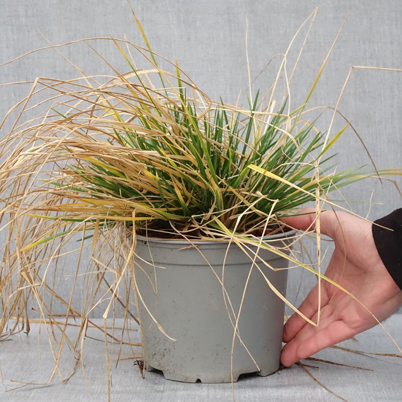 Deschampsia cespitosa Palava - Canche cespiteuse - Pot de 3L/4L sample as delivered in winter