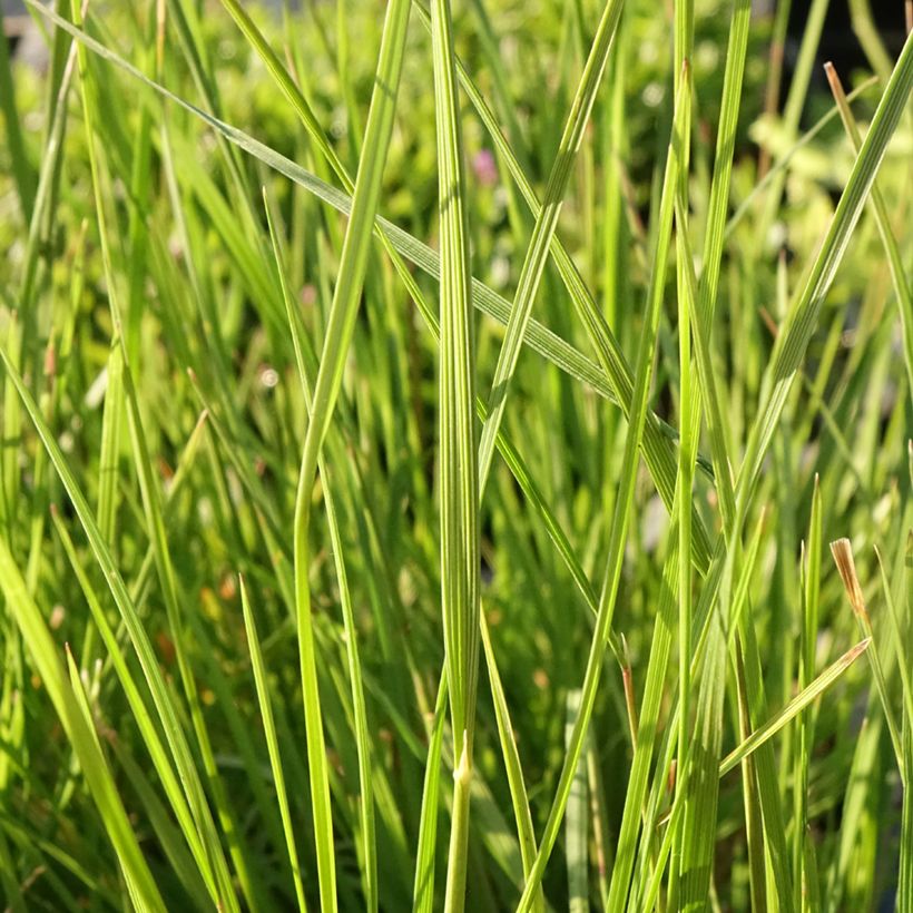 Deschampsia cespitosa Pixie Fountain (Foliage)