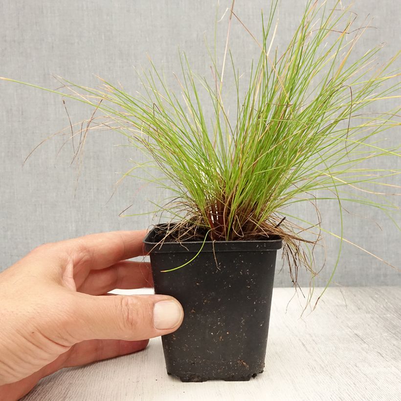 Deschampsia flexuosa Tatra Gold - Canche flexueuse en godet de 9 cm sample as delivered in summer