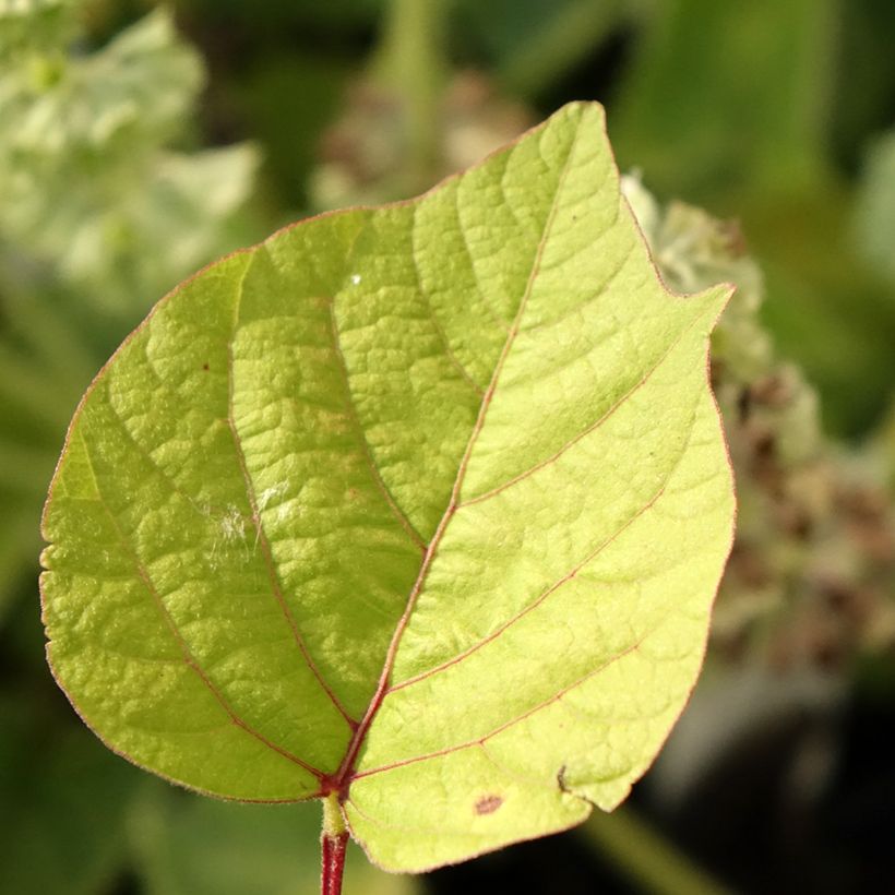 Desmodium nudiflorum (Foliage)