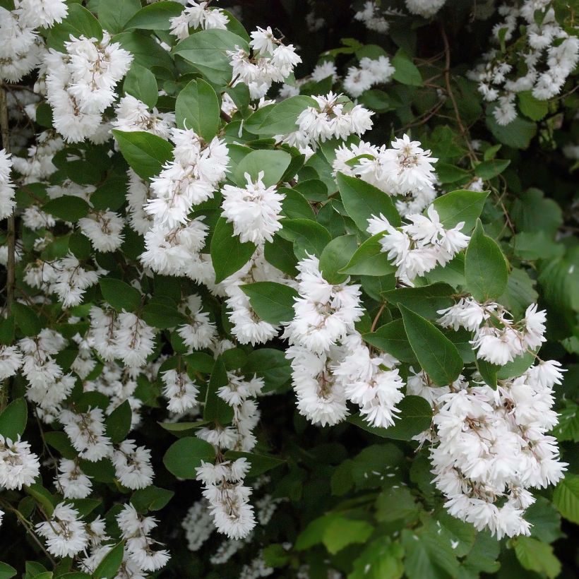 Deutzia crenata Pride of Rochester (Flowering)