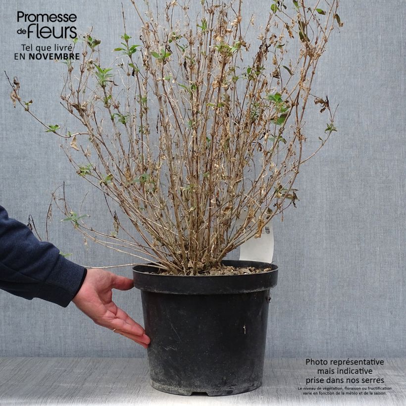 Deutzia gracilis Nikko 40/50cm en pot de 10L sample as delivered in autumn