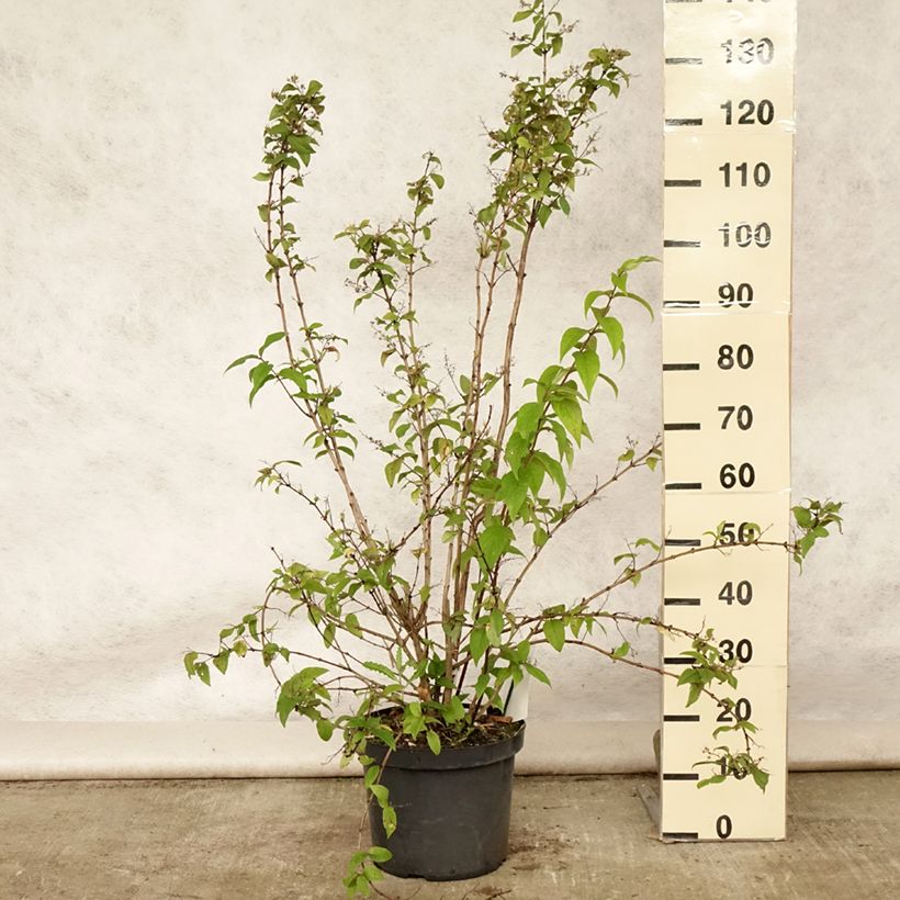 Deutzia Mont Rose 7.5L/10L pot sample as delivered in summer