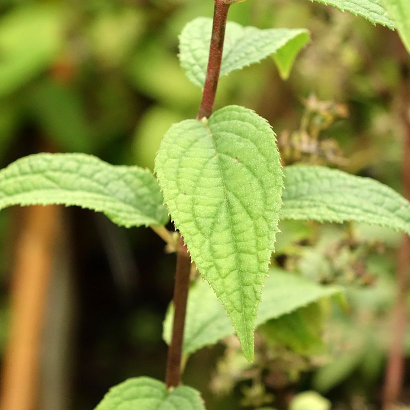 Deutzia Mont Rose (Foliage)