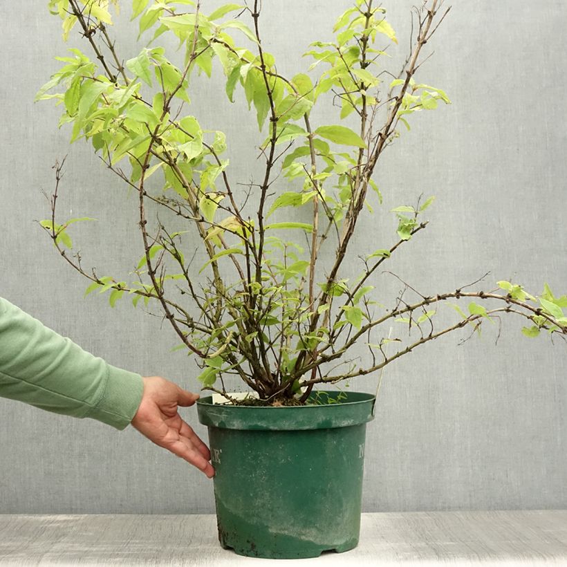 Deutzia Raspberry Sundae 7.5L/10L pot sample as delivered in summer