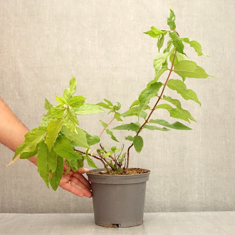 Deutzia Raspberry Sundae 3L/4L pot sample as delivered in summer