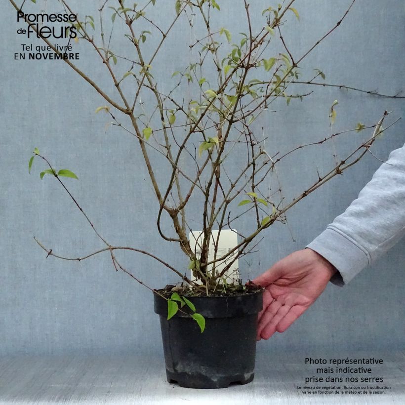 Deutzia monbeigii Pot de 2L/3L sample as delivered in autumn