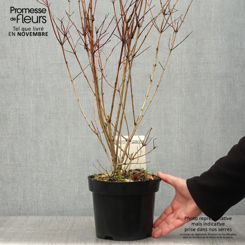 Deutzia pulchra 2L/3L pot sample as delivered in autumn