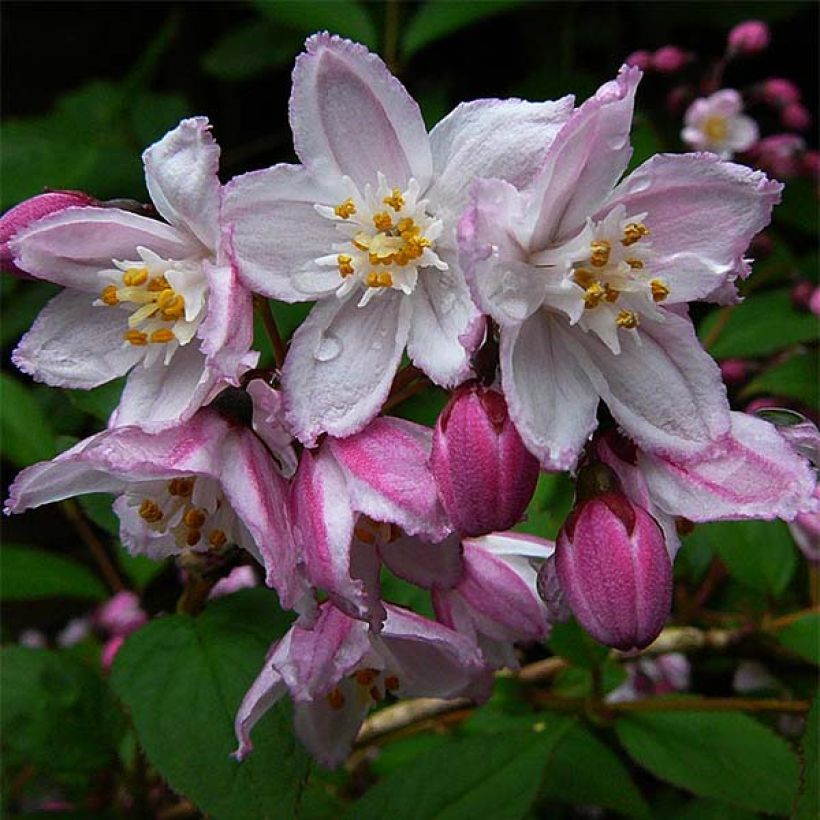 Deutzia purpurascens Kalmiiflora (Flowering)