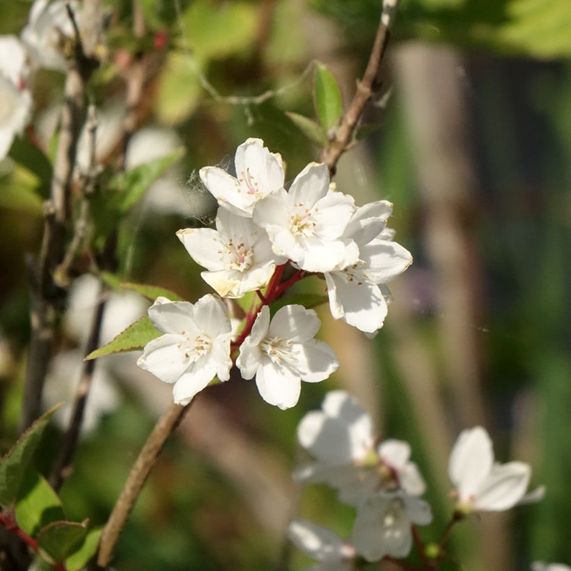 Deutzia rosea Campanulata (Flowering)