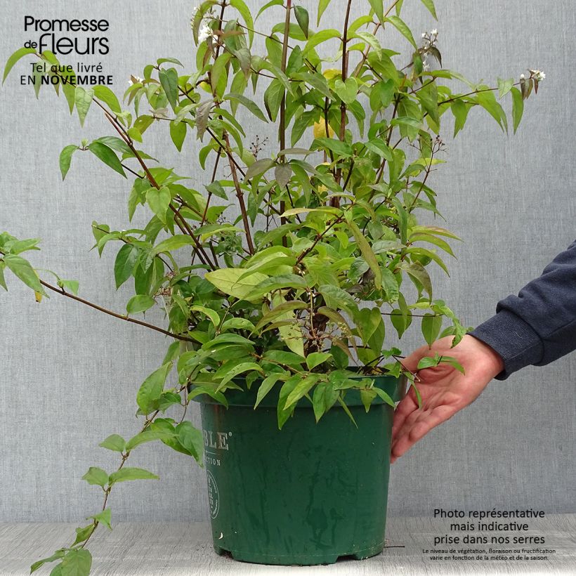 Deutzia setchuenensis Corymbiflora 7.5L/10L pot sample as delivered in autumn