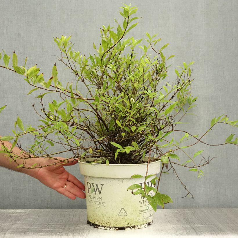 Deutzia Yuki Snowflake 7.5L/10L pot sample as delivered in summer