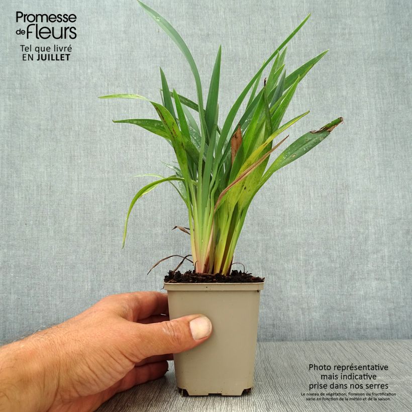 Dianella revoluta Blue Stream Godet de 8/9 cm sample as delivered in summer