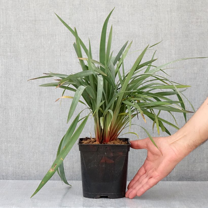 Dianella revoluta Blue Stream Pot de 2/3L sample as delivered in spring