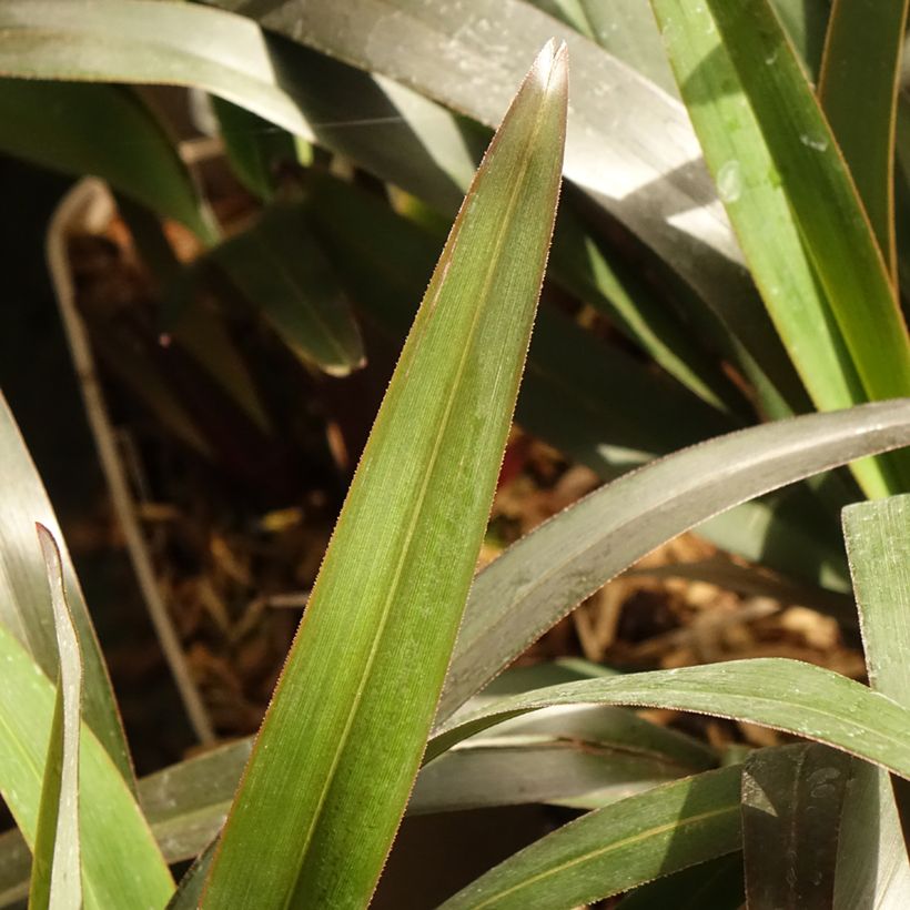 Dianella tasmanica Blaze (Foliage)