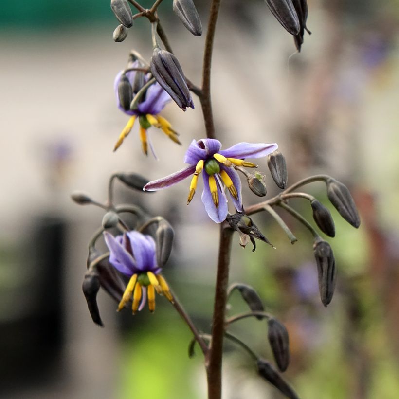 Dianella tasmanica Blaze (Flowering)