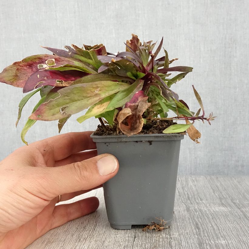 Dianthus barbatus Oeschberg, Oeillet barbu Godet de 8/9 cm sample as delivered in spring