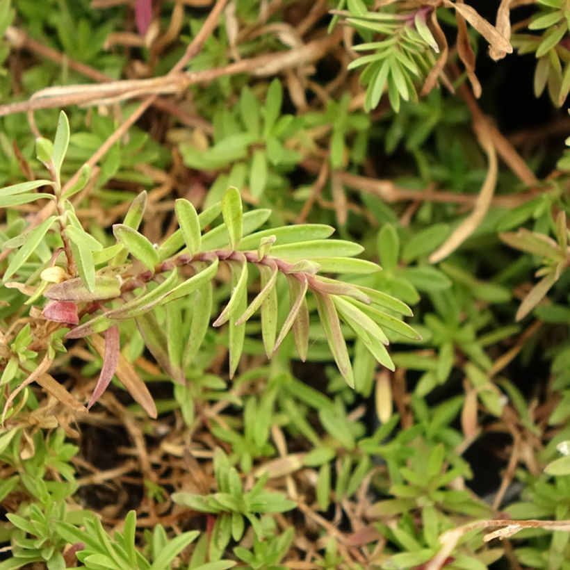 Dianthus deltoides (Foliage)