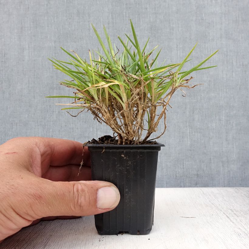 Dianthus Evening Star 7/8 cm pot sample as delivered in summer
