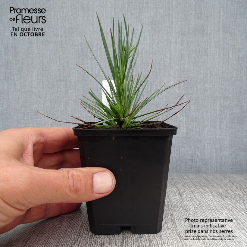 Dianthus plumarius David 8/9 cm pot sample as delivered in autumn