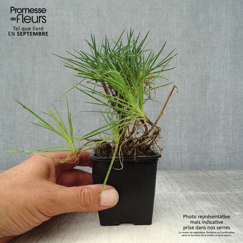 Dianthus plumarius Desmond 8/9 cm pot sample as delivered in autumn
